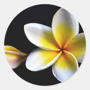 Pegatina Redonda Aloha Hawaii Frangipani florece Plumerias