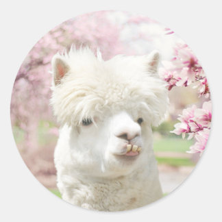 Pegatina Redonda Alpaca blanca