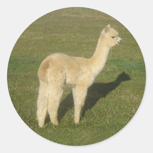 Pegatina Redonda Alpaca de Fawn (Anverso)