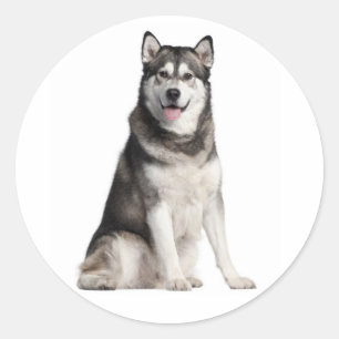 Pegatina Redonda Ama Alaskan Malamute Cachorro Gris y Negro