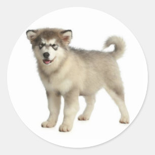 Pegatina Redonda Ama Cachorro Perro Malamute Ártico Gris y Negro