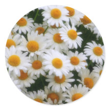 Amantes de la margarita IMG_0066