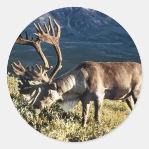 Pegatina Redonda Amantes de los caribúes/renos