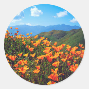 Pegatina Redonda Amapolas de California cubriendo una ladera