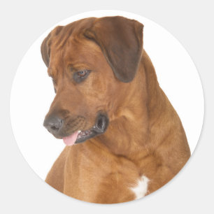 Pegatina Redonda Amar a Rhodesia Ridgeback Pegatinas de Perros Cach