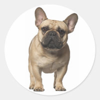 Amar al Bulldog francés Perro marrón cachorro
