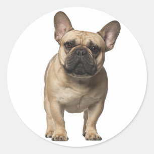 Pegatina Redonda Amar al Bulldog francés Perro marrón cachorro
