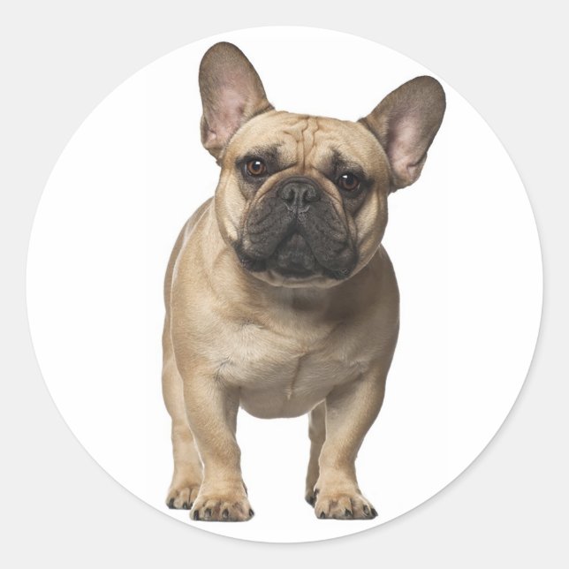 Pegatina Redonda Amar al Bulldog francés Perro marrón cachorro (Anverso)
