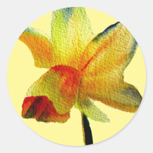 Pegatina Redonda Amarillo Daffodil acuarela arte Primavera Flor