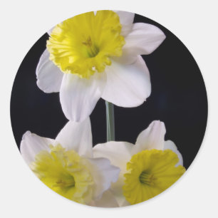 Pegatina Redonda Amarillo sobre Daffodil Blanco