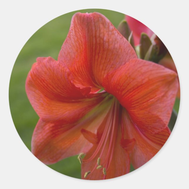 Pegatina Redonda Amaryllis (Anverso)