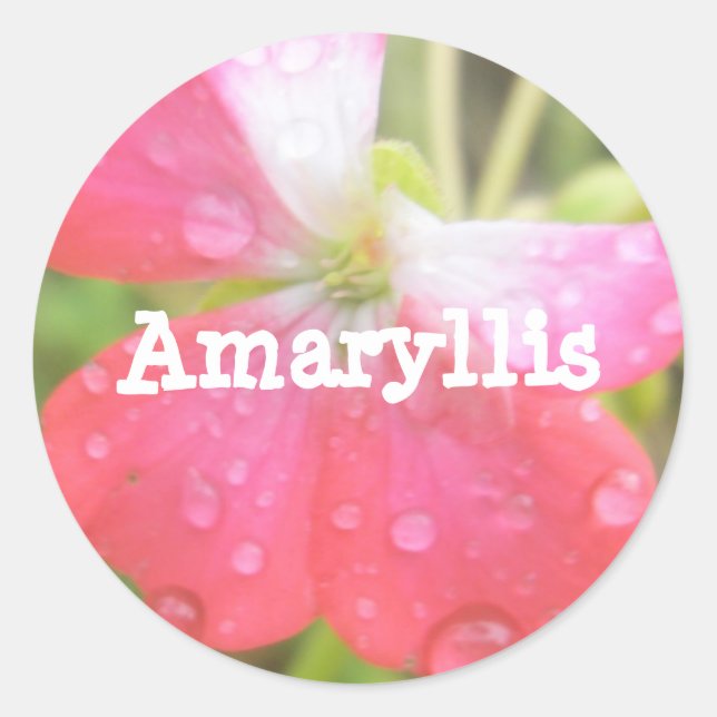 Pegatina Redonda Amaryllis (Anverso)