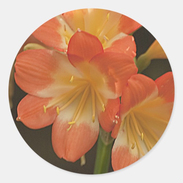 Pegatina Redonda Amaryllis 2 (Anverso)