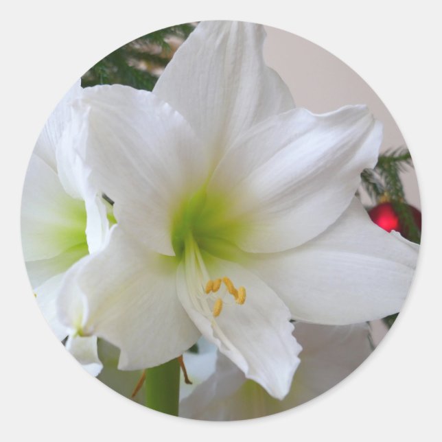 Pegatina Redonda Amaryllis blanco y árbol de Navidad (Anverso)