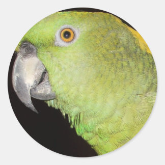 Pegatina Redonda Amazonía de Yellownape