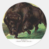 American Bison