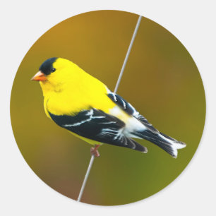 Pegatina Redonda American Goldfinch - Fotografía original