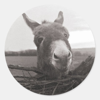 Pegatina Redonda Amigable burro - Foto de época