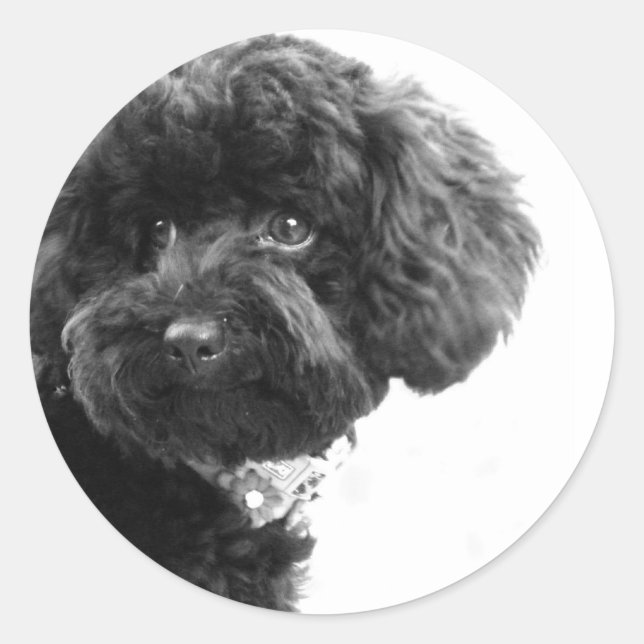 Pegatina Redonda Amigo Adorable (Anverso)