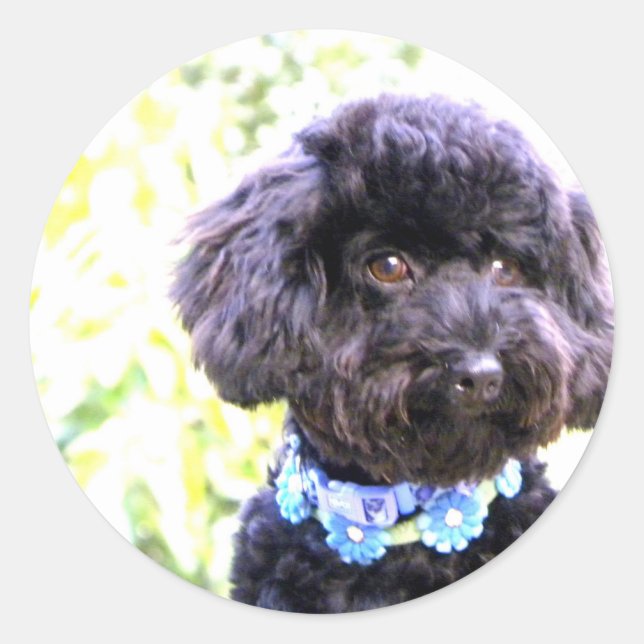 Pegatina Redonda Amigo cariñoso fiel (Anverso)