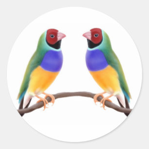 Pegatina Redonda Amigos de Gouldian Finch
