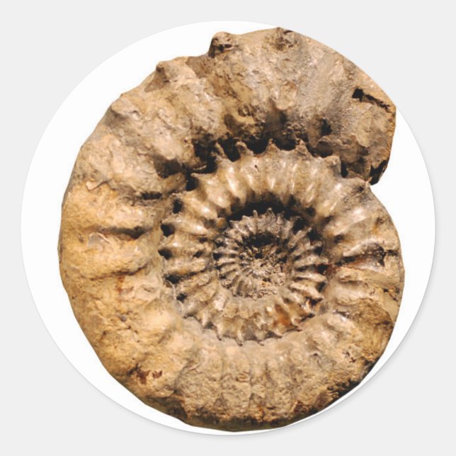 Pegatina Redonda Ammonita Fossil (Anverso)