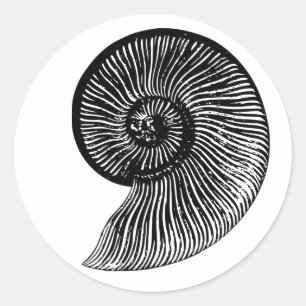 Pegatina Redonda Ammonita Fossil