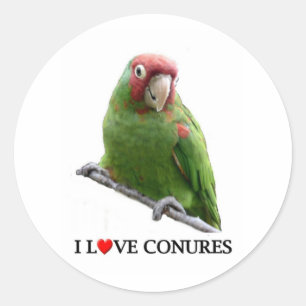 Pegatina Redonda Amo conures también