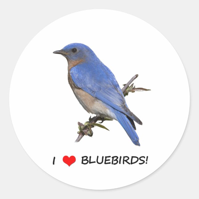 Pegatina Redonda Amo los Bluebirds (corazón) (Anverso)