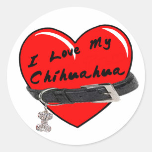 Pegatina Redonda Amo mi corazón de la chihuahua con el cuello de