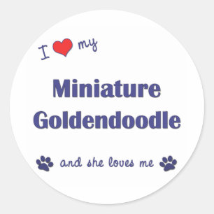 Pegatina Redonda Amo mi Goldendoodle miniatura (el perro femenino)