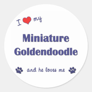 Pegatina Redonda Amo mi Goldendoodle miniatura (el perro masculino)