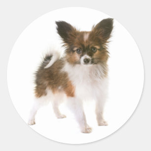 Pegatina Redonda Amo Papillon cachorro perro hola, pensando en ti