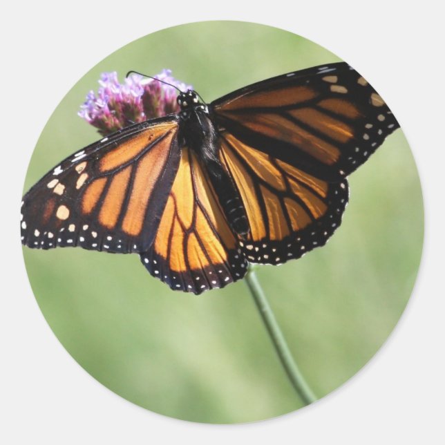 Pegatina Redonda Amor a la mariposa (Anverso)