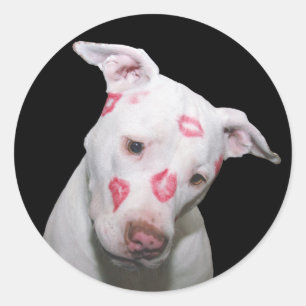 Pegatina Redonda Amor de perro de cachorro blanco, sellado con beso