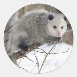Pegatina Redonda Amor opossum
