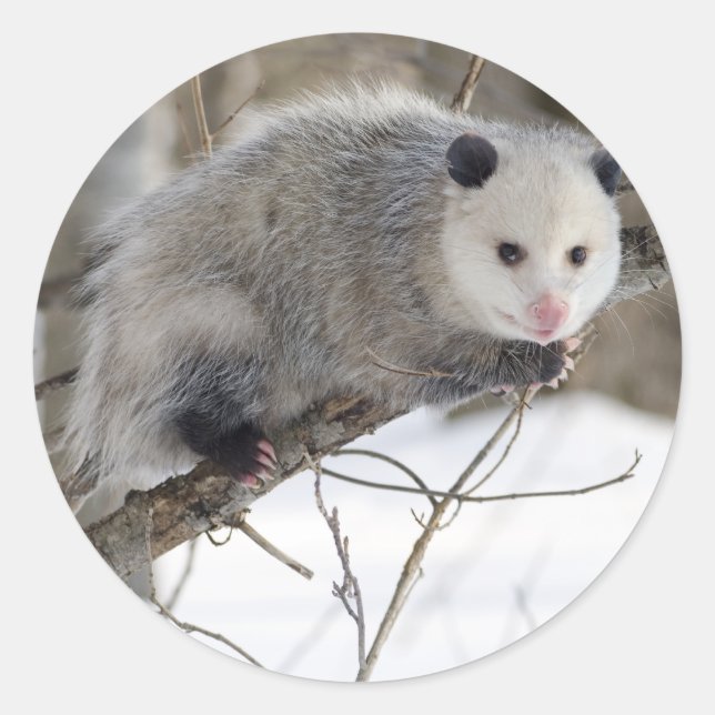 Pegatina Redonda Amor opossum (Anverso)