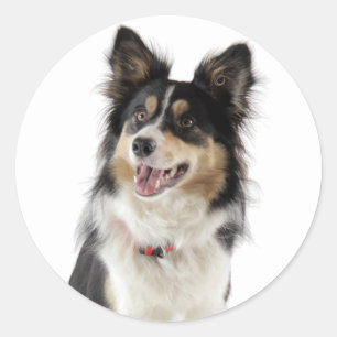Pegatina Redonda Amor Tri-Color Border Collie Puppy Perro