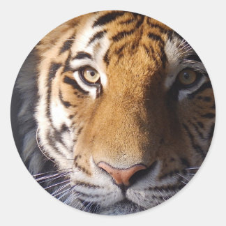 Pegatina Redonda Amur Tiger