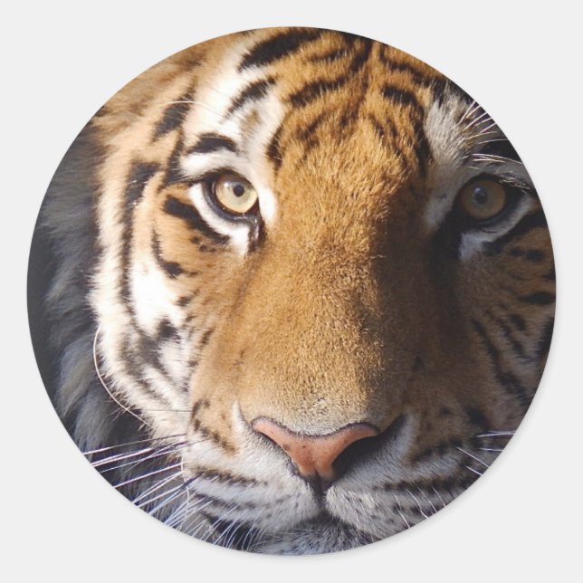 Pegatina Redonda Amur Tiger (Anverso)