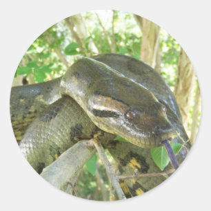 Pegatina Redonda Anaconda verde