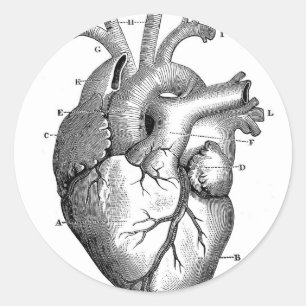Pegatina Redonda Anatomía cardíaca vintage   PERSONALIZABLE