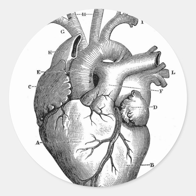 Pegatina Redonda Anatomía cardíaca vintage | PERSONALIZABLE (Anverso)