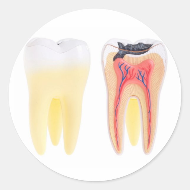 Pegatina Redonda Anatomía de dientes (Anverso)