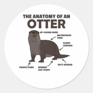 Pegatina Redonda Anatomía De Explicación De Otter Cute De Un Otter