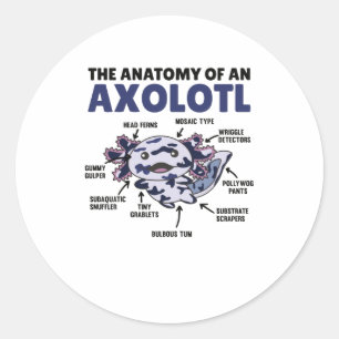 Pegatina Redonda Anatomía De Explicación Del Mosaico Axolotl De Un