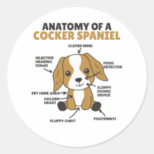 Pegatina Redonda Anatomía De Un Perro Cocker Spaniel Cute Puppy
