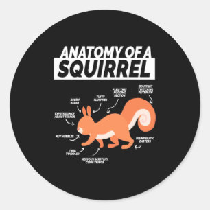 Pegatina Redonda Anatomía De Una Ardilla