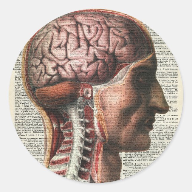 Pegatina Redonda Anatomía del cerebro humano (Anverso)