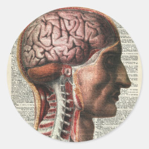 Pegatina Redonda Anatomía del cerebro humano